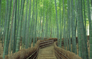 Бамбуковый лес Арасияма (Arashiyama) &mdash; Япония | Место № 13 