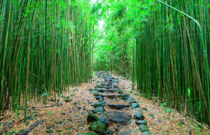 Бамбуковый лес Арасияма (Arashiyama) &mdash; Япония | Место № 13 